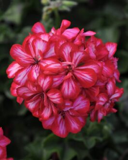 Ivy Geranium- Red Ice