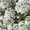 Lobularia – Snow Princess