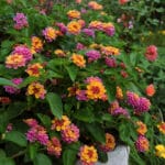 Lantana - Landmark Sunrise Rose