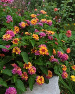 Lantana – Landmark Sunrise Rose