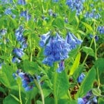 Bluebell - Pond Plant