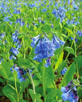 Bluebell – Pond Plant