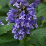Nepeta Blue Prelude