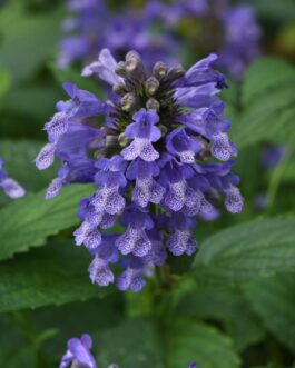 Nepeta Blue Prelude