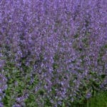 Nepeta Junior Walker