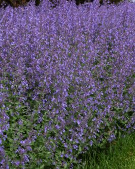 Nepeta Junior Walker
