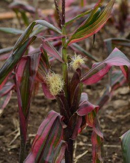 Pink Zebra Corn (Ornamental)