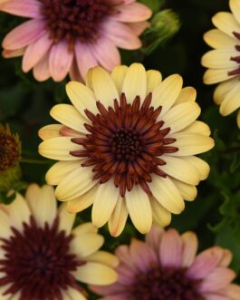 Osteospermum – 4D Harvest Moon