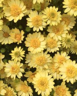 Osteoperum – Sunburst