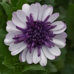 Osteospermum - 4D Violet Ice