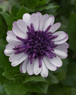 Osteospermum – 4D Violet Ice