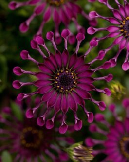 Osteospermum – Spider Purple