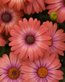 Osteopermum –  Coral Magic