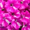 Supertunia – Trailing Petunia – Raspberry Rush