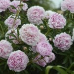Peonies- Sarah Bernhardt