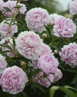 Peonies- Sarah Bernhardt