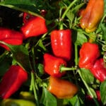 Cajun Belle - Hot Pepper