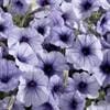 Mounding Petunia – Blue Cheesecake