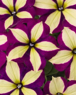 Mounding Petunia- Frisky Purple