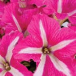 Mounding Petunia - Pink Frills