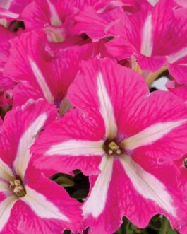 Mounding Petunia – Pink Frills