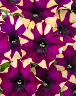 Mounding Petunia – Spider Girl