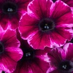 Mounding Petunia - Ultra Violet