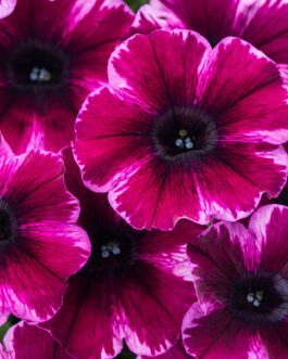 Mounding Petunia – Ultra Violet