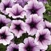 Supertunia – Trailing Petunia – Bordeaux
