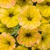 Supertunia – Trailing Petunia – Honey