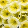 Supertunia – Trailing Petunia – Limoncello