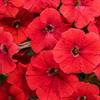Supertunia – Trailing Petunia – Really Red