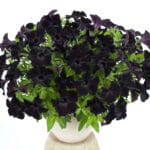 Mounding Petunia - Black Magic