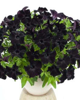 Mounding Petunia – Black Magic