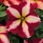 Mounding Petunia - Cha- Ching Cherry