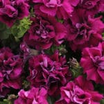 Trailing Double Flowered Petunia - Burgundy