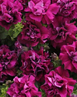 Trailing Double Flowered Petunia – Burgundy