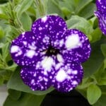 Trailing Petunia - Night Sky