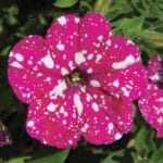 Trailing Petunia - Pink Sky
