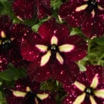Trailing Petunia - Starry Sky Burgundy