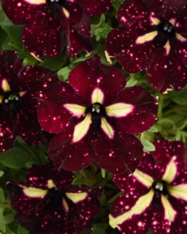 Trailing Petunia – Starry Sky Burgundy