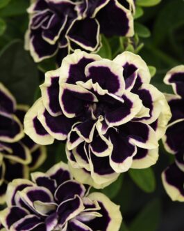 Trailing Double Flowered Petunia – Midnight Gold