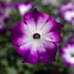 Trailing Petunia - Sanguna Radiant Blue