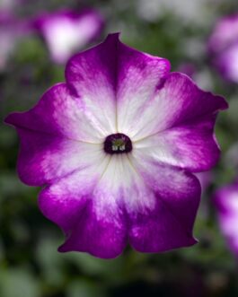 Trailing Petunia – Sanguna Radiant Blue