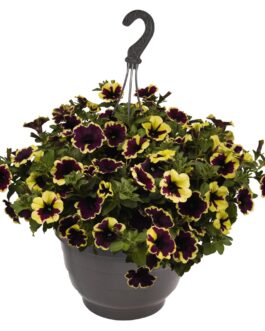 Trailing Petunia – Surprise Mootlight Bay
