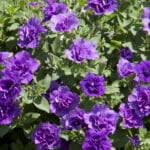 Trailing Double Flower Petunia - Provence