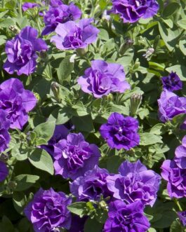 Trailing Double Flower Petunia – Provence