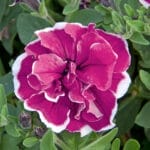 Trailing Double Flower Petunia - Purple Picotee