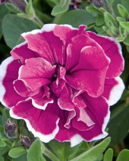 Trailing Double Flower Petunia – Purple Picotee