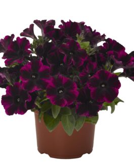 Mounding Petunia – Johnny Flame